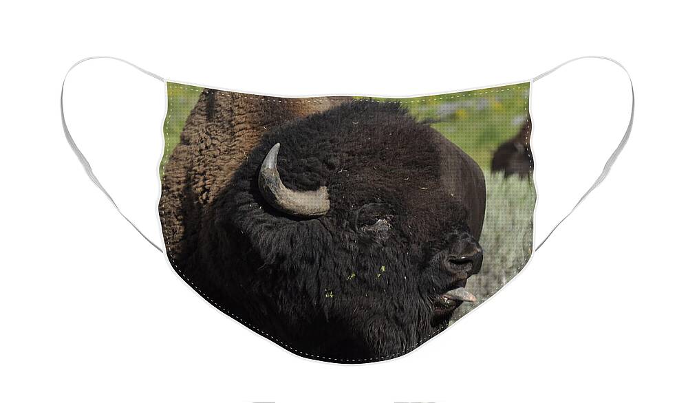 Bison Face Mask featuring the photograph Bison by Frank Madia