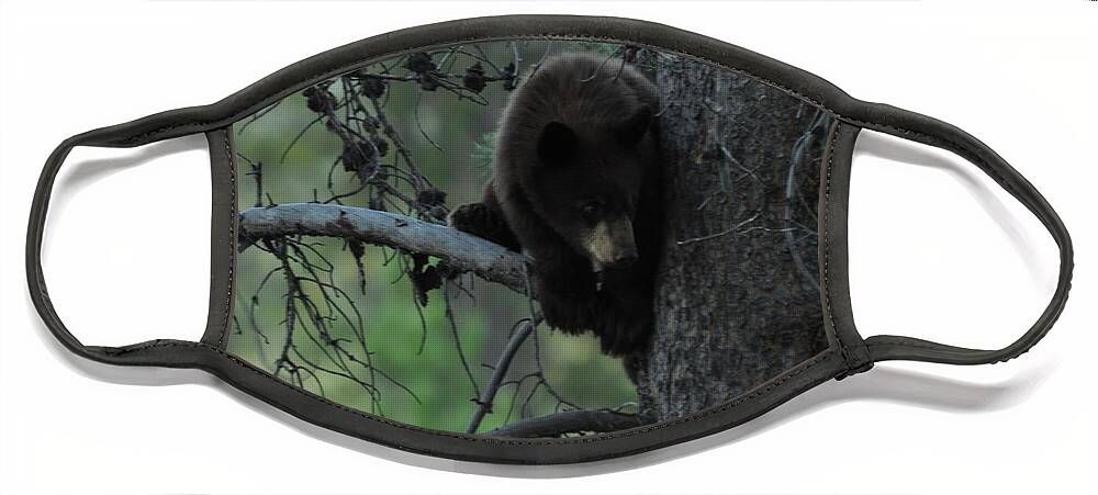 Black Bear Face Mask featuring the photograph Black Bear Cub in Tree by Frank Madia