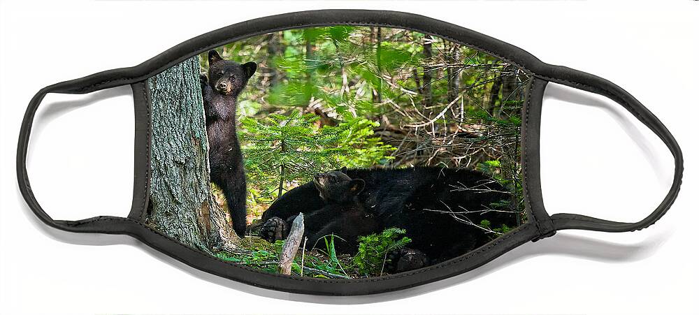 crawford Notch Face Mask featuring the photograph Black bear cubs stand watch while momma bear sleeps. by Jeff Sinon