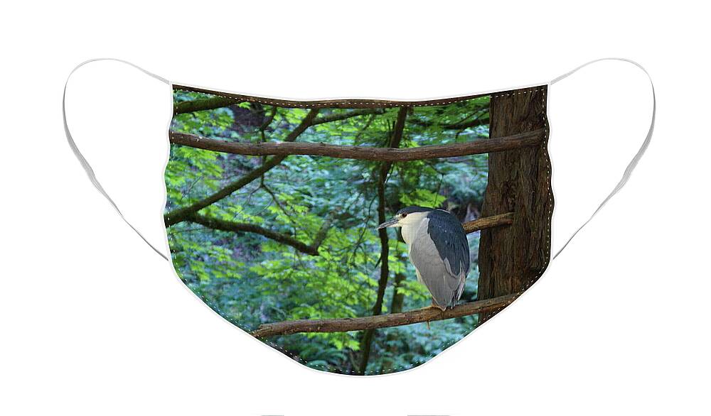 Heron Face Mask featuring the photograph Black-Crowned Night Heron by Ben Upham III