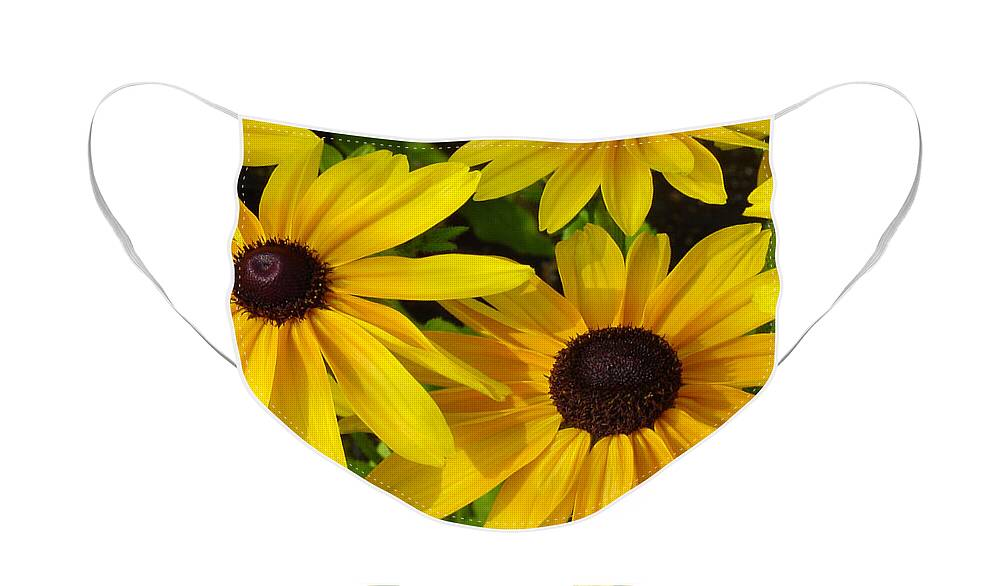 Black Eyed Susan Face Mask featuring the photograph Black Eyed Susans by Suzanne Gaff