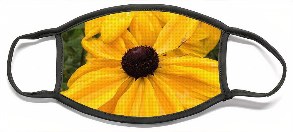 Flowers Face Mask featuring the photograph Black Eyed Susans by Barbara Von Pagel
