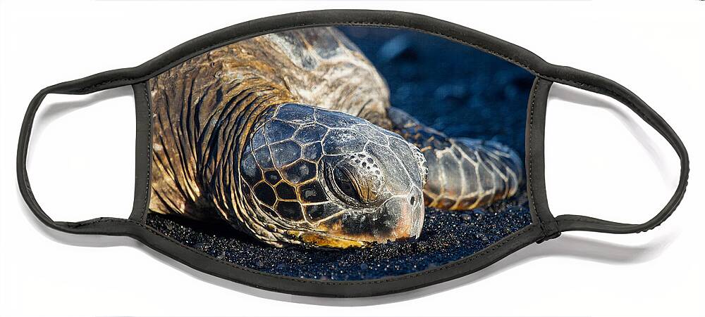 Sea Turtles Face Mask featuring the photograph Black Sand Nap by Denise Bird