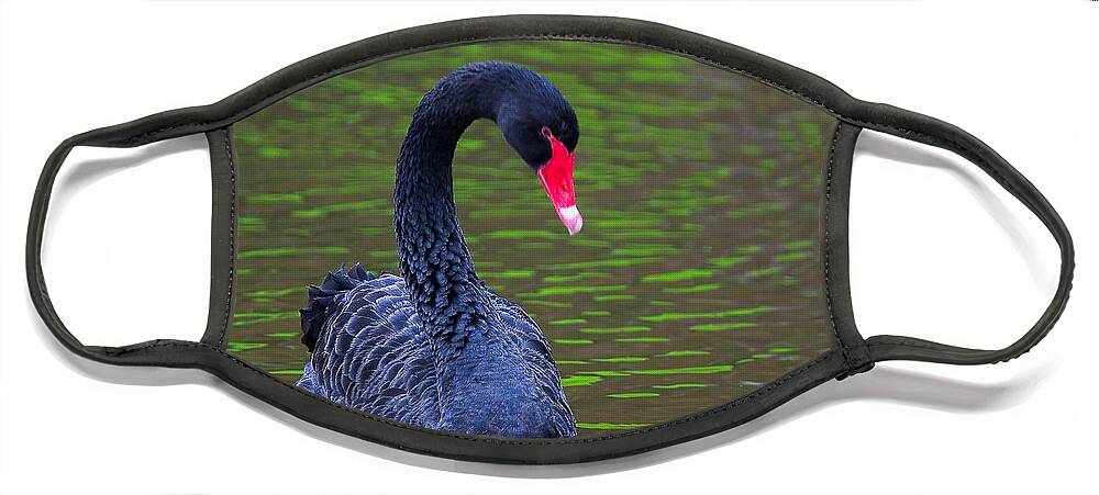 Black Swan Face Mask featuring the photograph Black Swan by Ram Vasudev