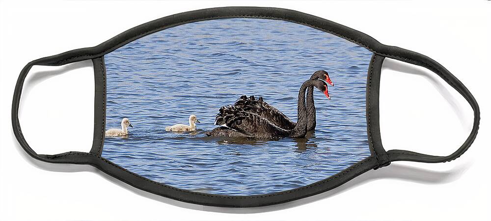 Australia Face Mask featuring the photograph Black swans by Steven Ralser