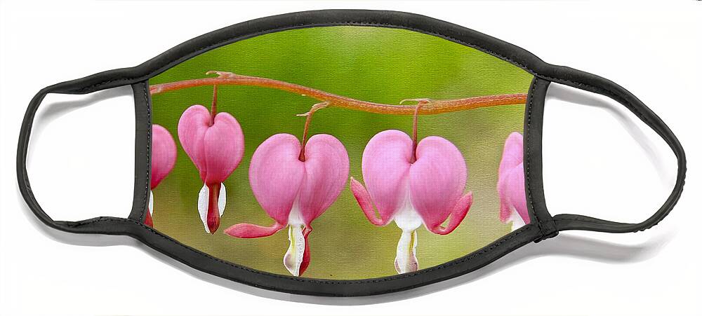 Maine Face Mask featuring the photograph Bleeding Hearts by Karin Pinkham