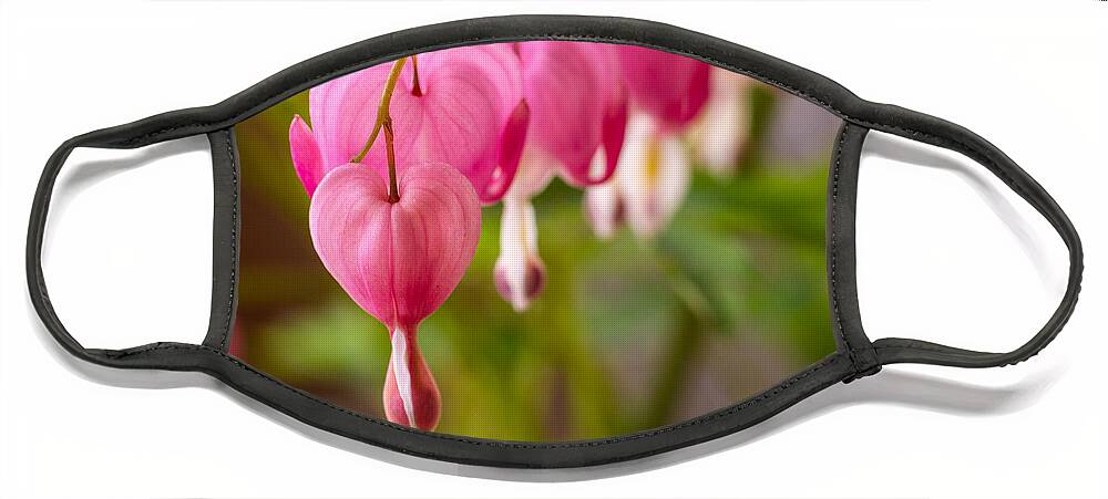 Arching Flower Stems Face Mask featuring the photograph Bleeding Hearts by Teri Virbickis