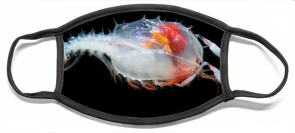 Crustacea Face Mask featuring the photograph Blind Lobster Larva Stereomastis Sp by Dant Fenolio