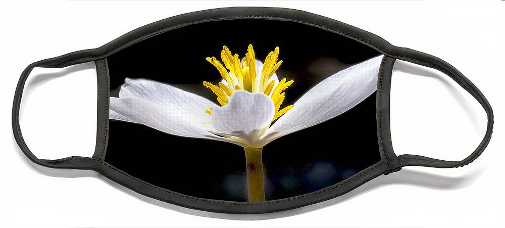 Flowers Face Mask featuring the photograph Bloodroot 1 by Steven Ralser