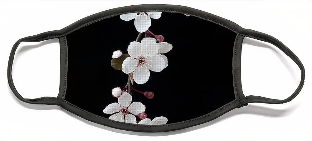 Prunus Face Mask featuring the photograph Blossom on Black by Tim Gainey