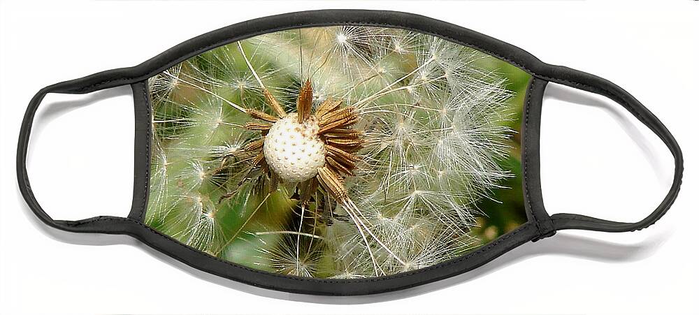 Dandelion Face Mask featuring the photograph Blown Away by Cynthia Clark