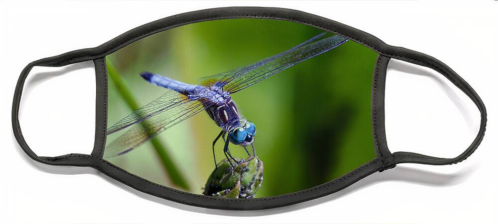 Animals Face Mask featuring the photograph Blue Dragonfly by Jim Shackett