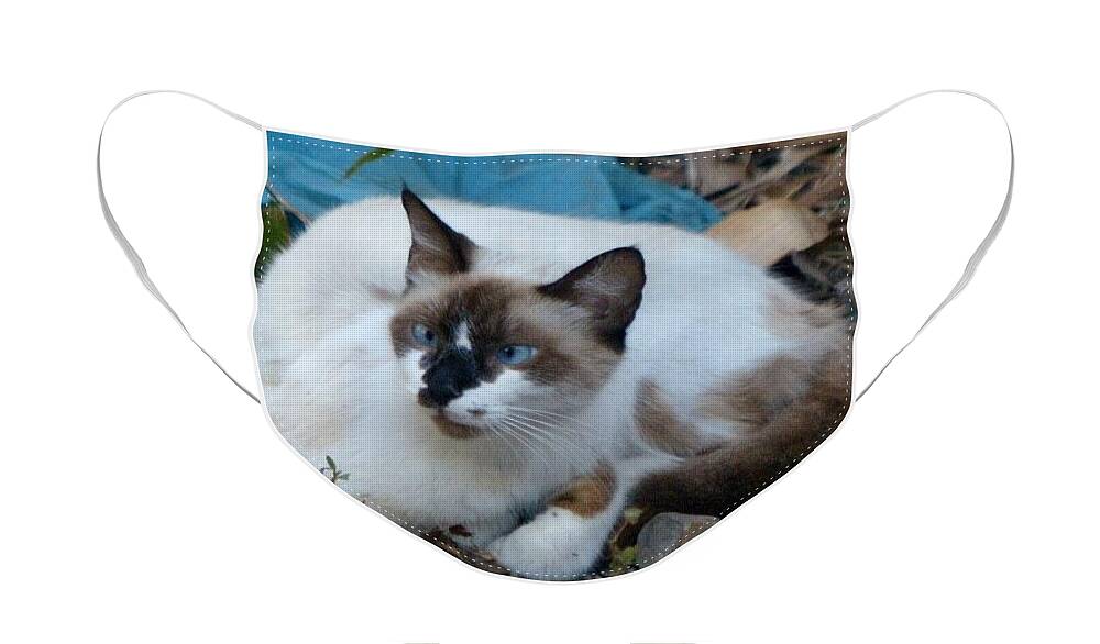 Siamese Face Mask featuring the photograph Blue-eyed Cat by Rosanne Licciardi