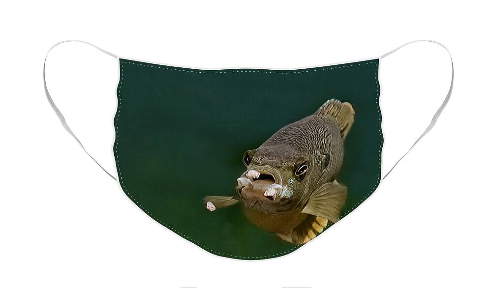 Blue Gill Face Mask featuring the photograph Blue Gill Feeding by Gwen Gibson