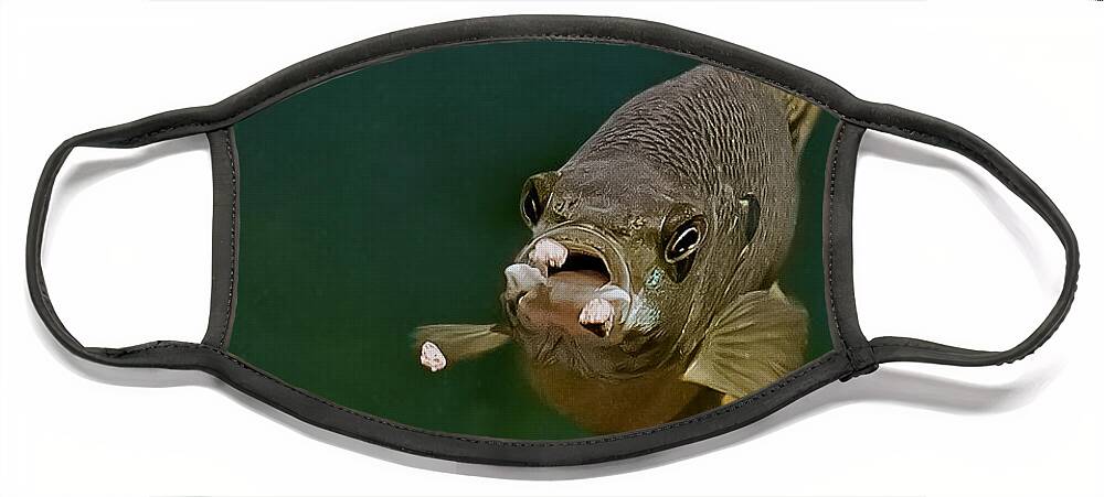 Blue Gill Face Mask featuring the photograph Blue Gill Feeding by Gwen Gibson