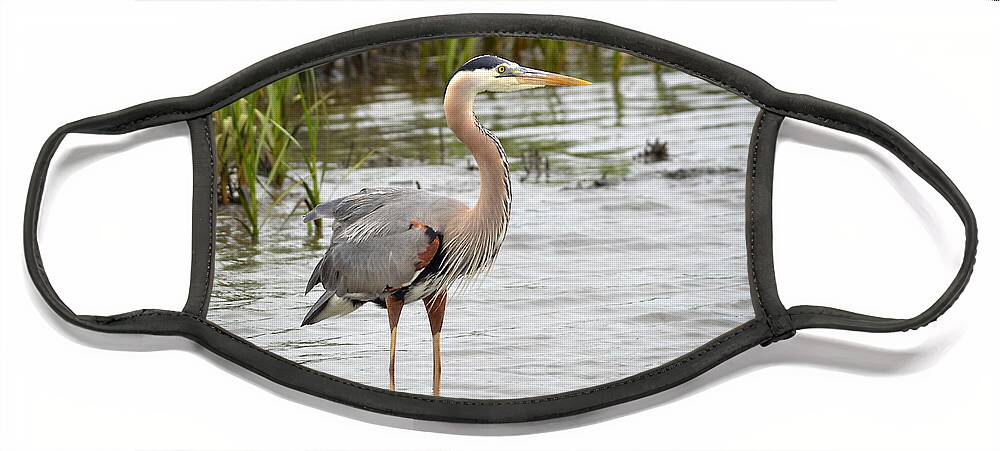 Blue Heron Face Mask featuring the photograph Blue Heron In The Salt Marsh by Kathy Baccari