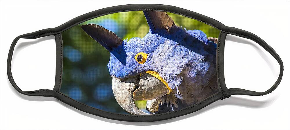 Hyacinth Macaw Face Mask featuring the photograph Blue Hyacinth Pose by Bill and Linda Tiepelman