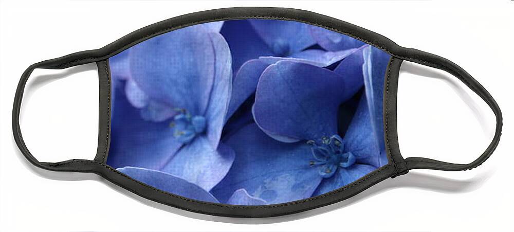 Flower Face Mask featuring the photograph Blue Hydrangea by Amanda Mohler