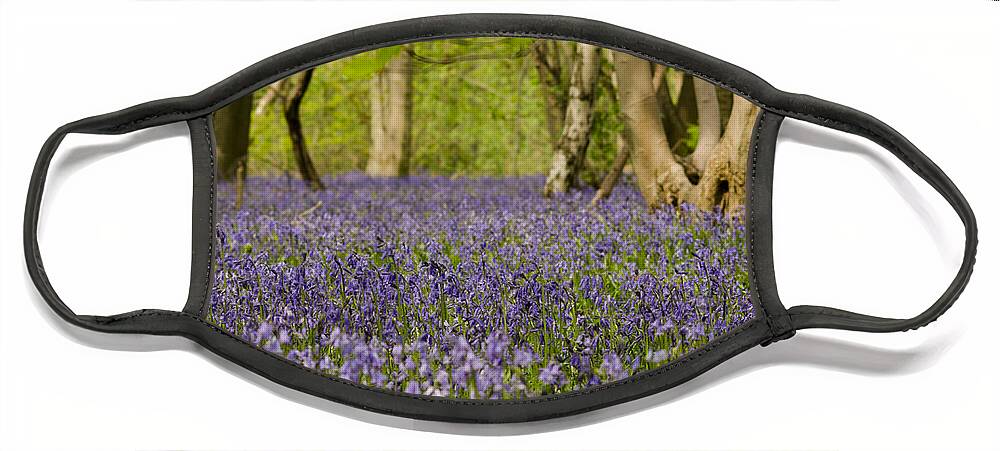 Forest Face Mask featuring the photograph Bluebell Woods by Spikey Mouse Photography
