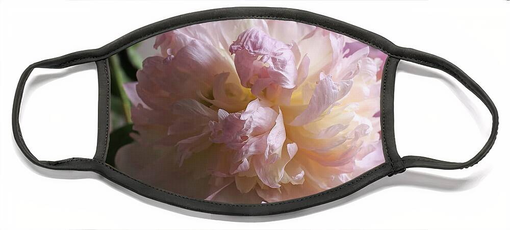 Peony Face Mask featuring the photograph Blushing Peony by Rona Black