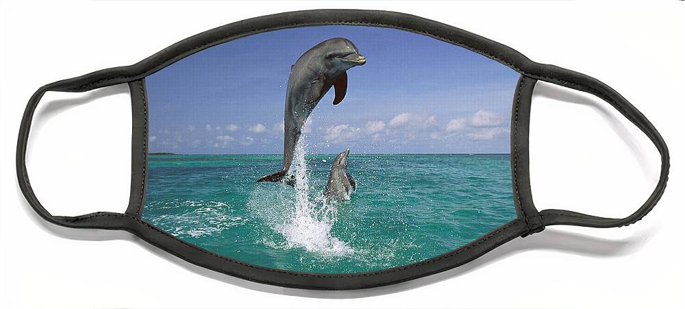 Feb0514 Face Mask featuring the photograph Bottlenose Dolphin Leaping Caribbean by Konrad Wothe