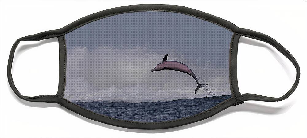 Bottlenose Dolphin Face Mask featuring the photograph Bottlenose Dolphin Photo by Meg Rousher