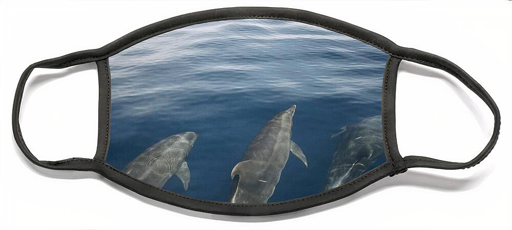 Feb0514 Face Mask featuring the photograph Bottlenose Dolphins Surfacing Galapagos by Tui De Roy