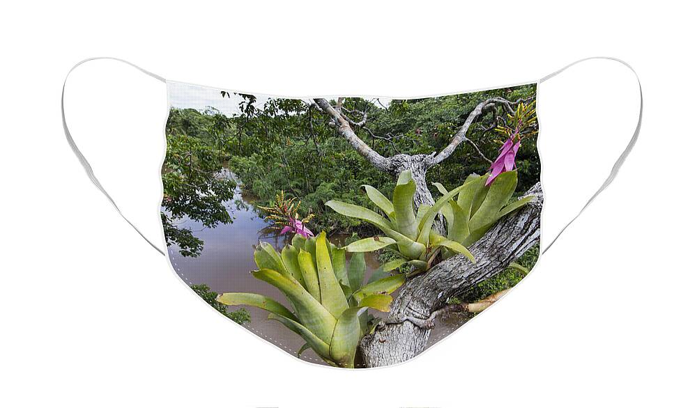 Cyril Ruoso Face Mask featuring the photograph Bromeliad Pair Flowering Pacaya Samiria by Cyril Ruoso