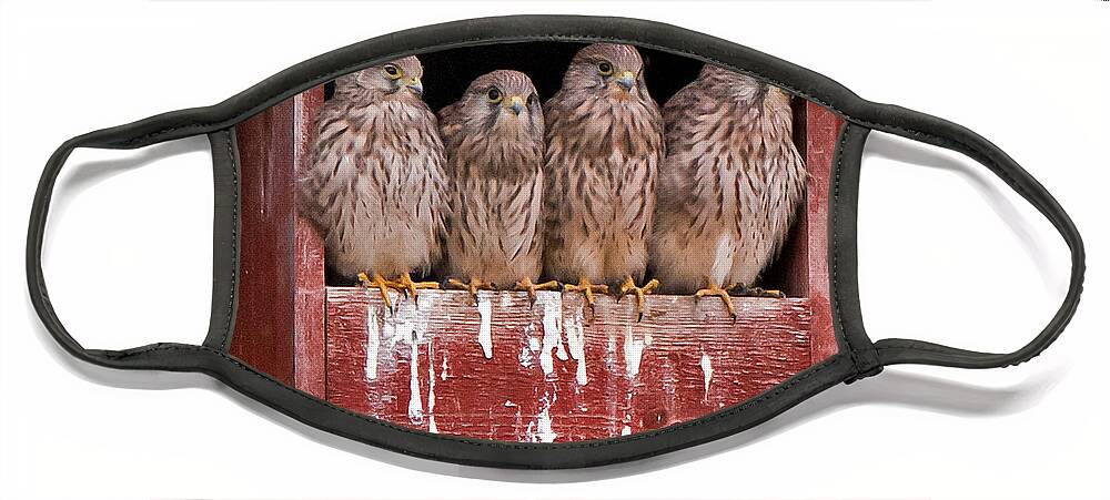 The Four Young Kestrels Face Mask featuring the photograph Brothers and sisters by Torbjorn Swenelius
