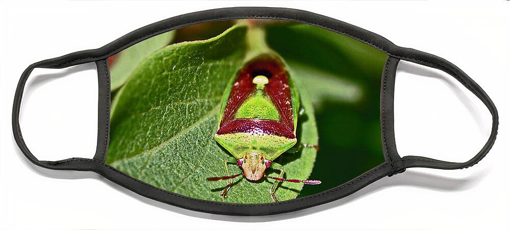 Insects Face Mask featuring the photograph Martini Glass by Jennifer Robin
