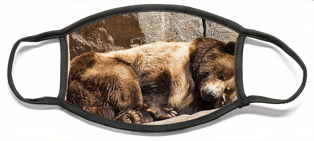 Brown Bear Face Mask featuring the photograph Brown bear asleep again by Flees Photos