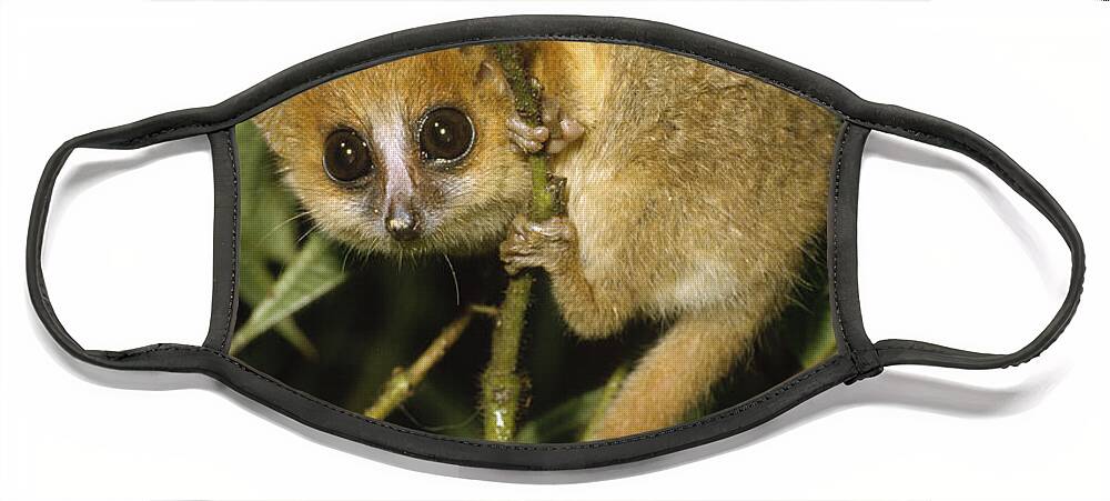 Feb0514 Face Mask featuring the photograph Brown Mouse Lemur Madagascar by Konrad Wothe