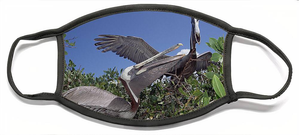 Feb0514 Face Mask featuring the photograph Brown Pelican Greeting Display by Tui De Roy