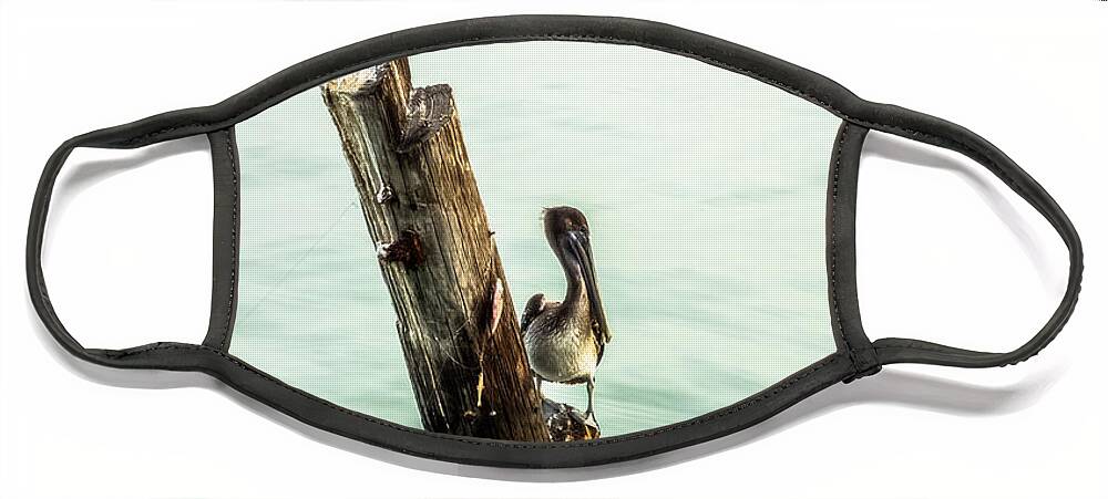 Brown Pelicans Face Mask featuring the photograph Brown Pelicans by Imagery by Charly