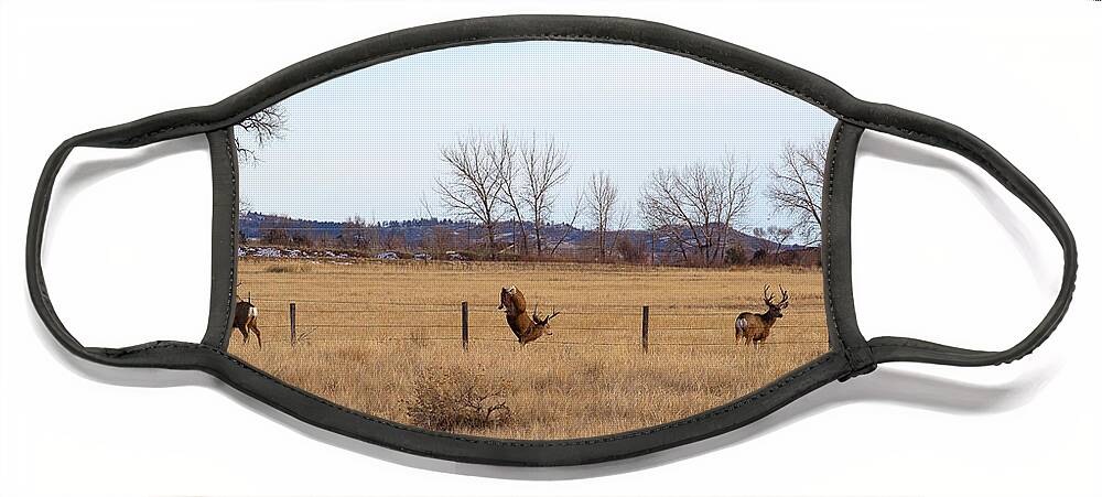 Deer Jumping Phoograph Face Mask featuring the photograph Bucks and Geese by Jim Garrison