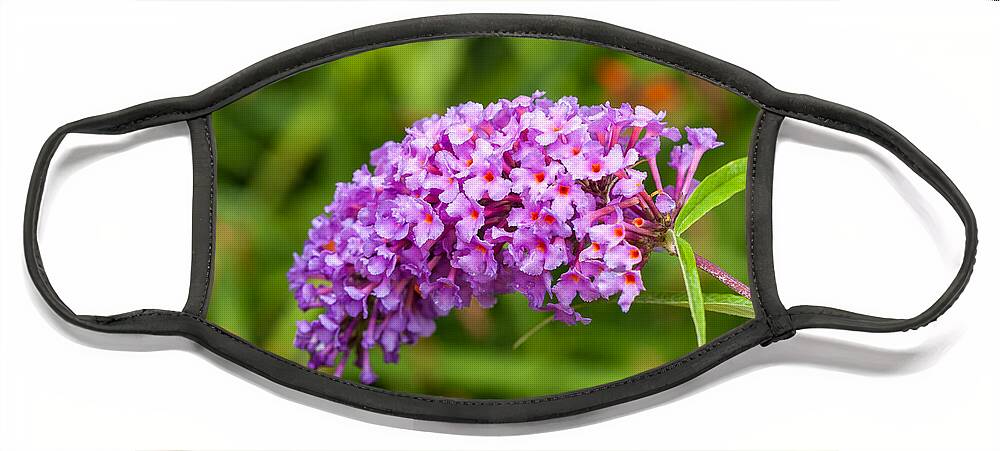 Cumc Face Mask featuring the photograph Buddleia by Charles Hite