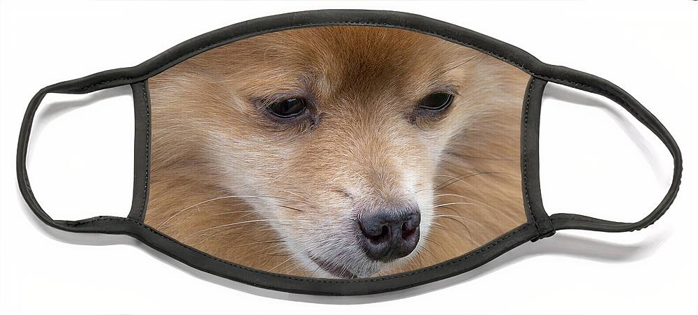 Dog Face Mask featuring the photograph Buddy by Ann Horn