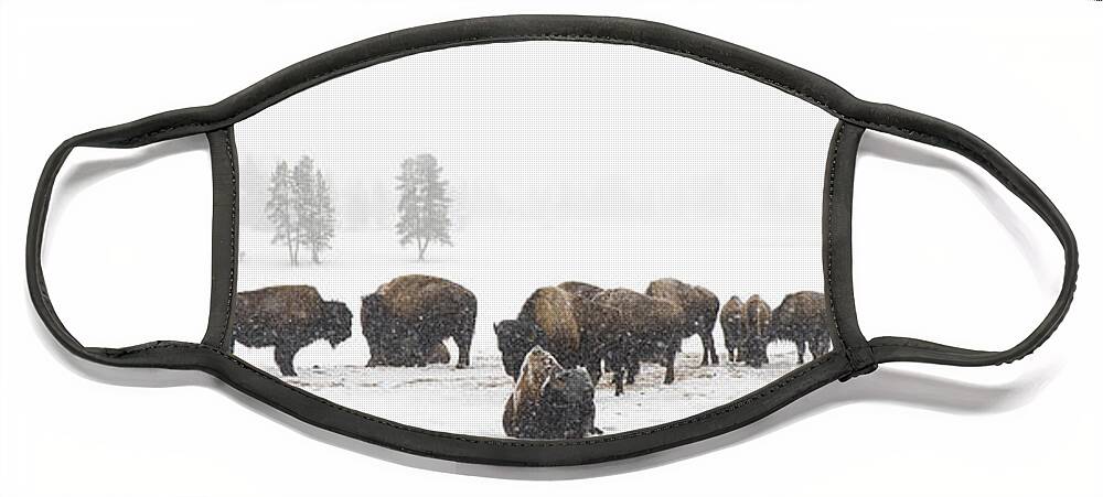 Yellowstone Face Mask featuring the photograph Buffalo Herd in Snow by Bill Cubitt