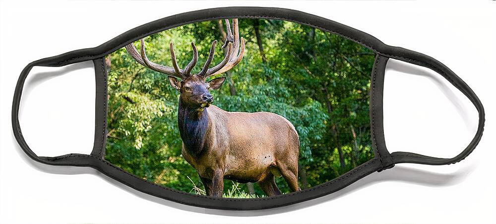 6x6 Face Mask featuring the photograph Bull Elk by Ronald Lutz