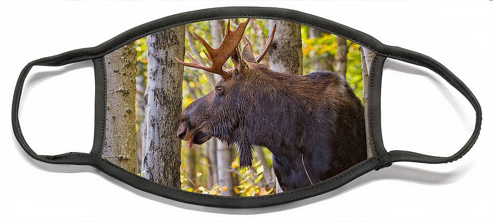 Alces Alces Face Mask featuring the photograph Bull Moose In The Birches by Jeff Sinon