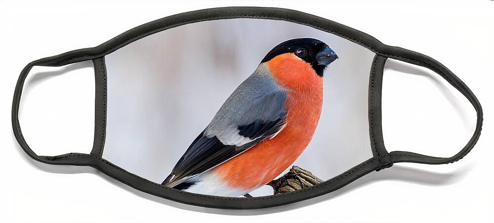 Bullfinch On The Edge Face Mask featuring the photograph Bullfinch on the Edge by Torbjorn Swenelius