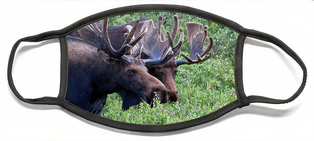 Moose; Moose Photograph Face Mask featuring the photograph Bulls of the Woods by Jim Garrison