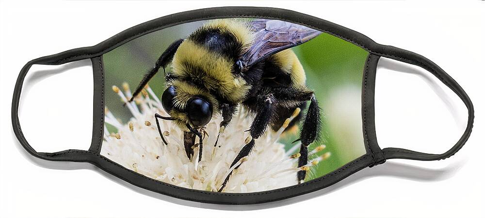 Bumblebee Face Mask featuring the photograph Bumblebee on a Buttonwillow by Susan Eileen Evans