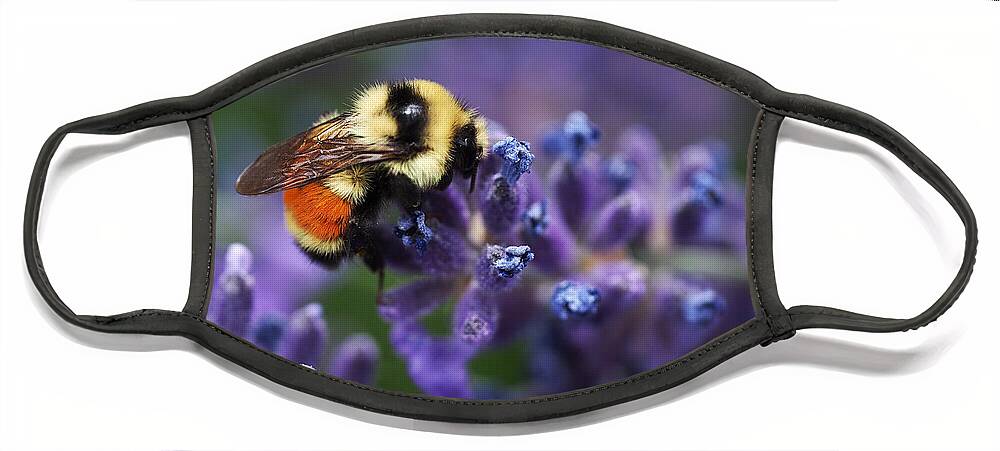 Bee Face Mask featuring the photograph Bumblebee on Lavender by Rona Black