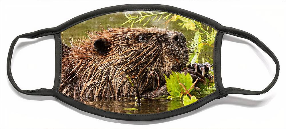 Beaver Face Mask featuring the photograph Busy as a Beaver by Everet Regal