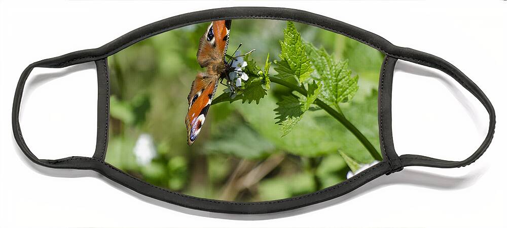 Butterfly Face Mask featuring the photograph Butterfly by Spikey Mouse Photography
