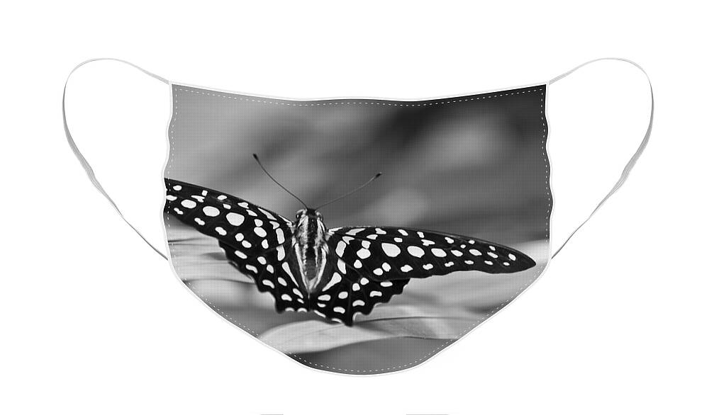 Butterfly Black & White Face Mask featuring the photograph Butterfly Resting by Ron White