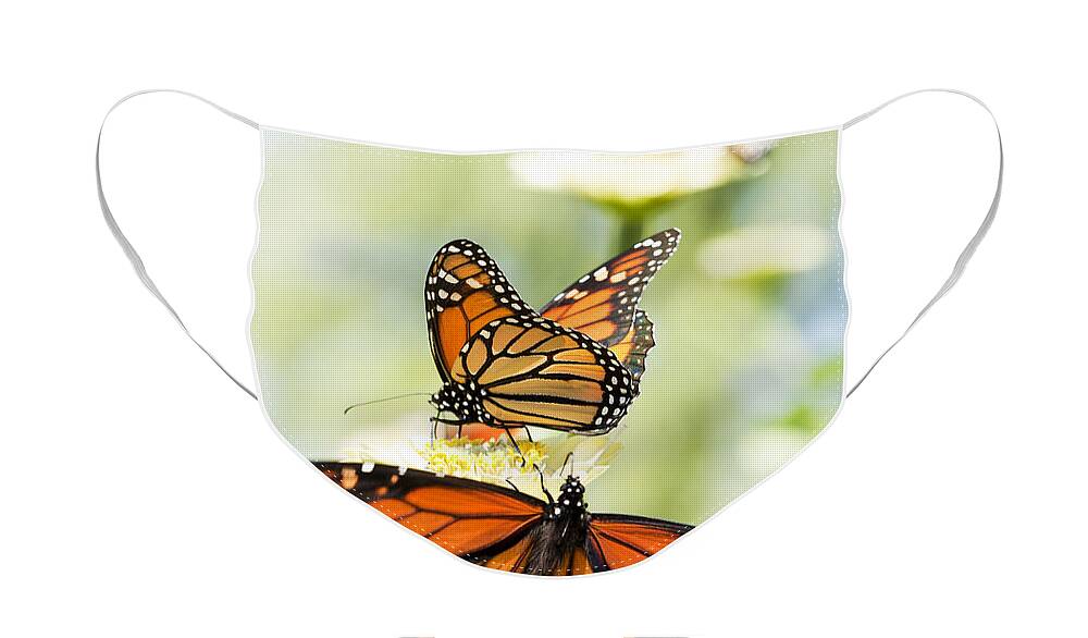 Butterflies Face Mask featuring the photograph Butterfly Trio by Patty Colabuono