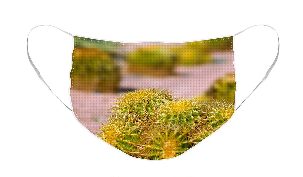 Cacti Face Mask featuring the photograph Cactus by Amy Cicconi