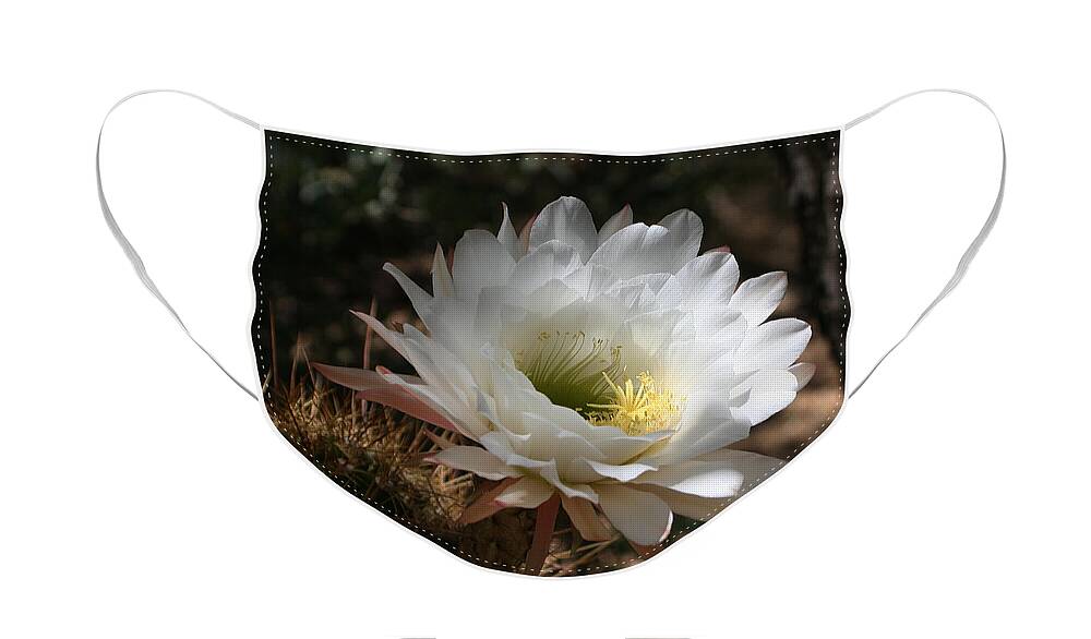 Cactus Flower Full Bloom Face Mask featuring the photograph Cactus Flower Full Bloom by Tom Janca